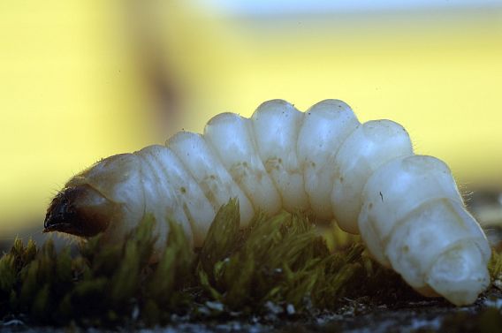 Žievėgraužio topografo lerva. Virginijaus Stumbrio nuotr.