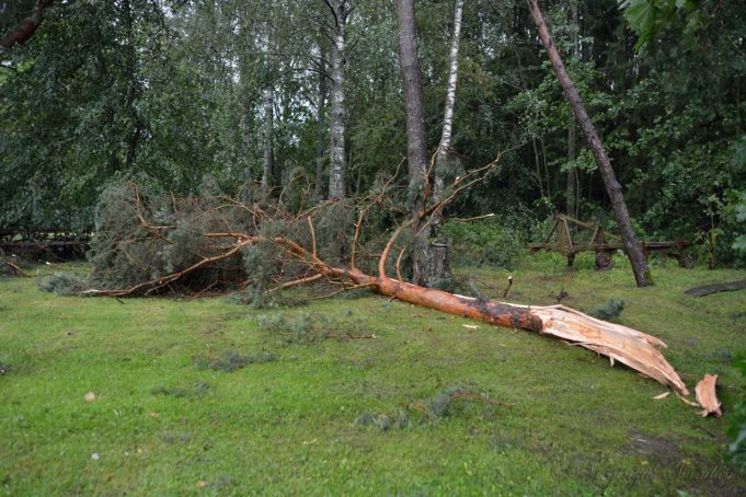 Ūkininko sodyboje nulūžo pušis. Virginijaus Stuombrio nuotr.