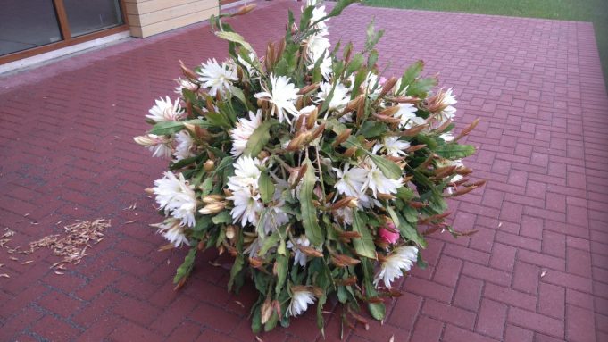 Žiedai džiugina gėlių mylėtojų akis.