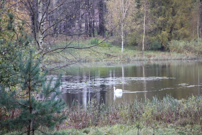 Rokiškio tvenkinyje plaukiojančiai gulbei žmonių pagalbos kol kas nereikia.