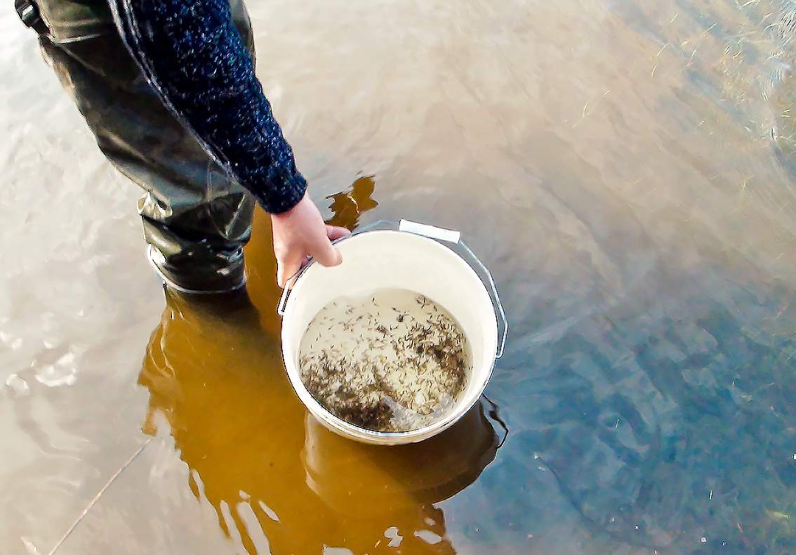 Į vandens telkinius – ir lervutės, ir jau ūgtelėjusios lydekaitės... Panevėžio RAAD nuotr