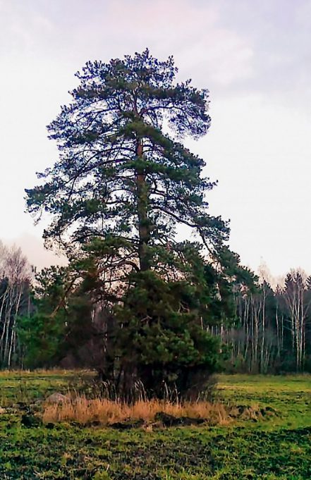 Legendinė „Naručio pušis“ gimtajame Kurkliečių kaime. Čia dažnai apsilanko Algis Narutis.