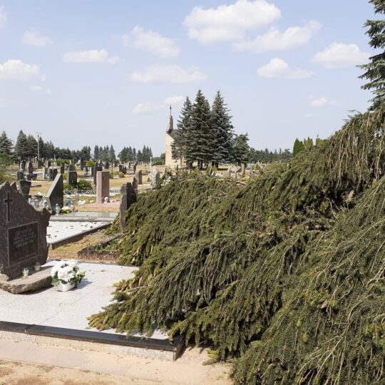 medis kapinėse