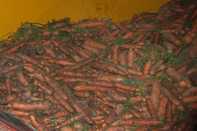 Vasario 11 d. rajono varguolius pasieks 20 t morkų iš „Maisto banko“. D. Zibolienės nuotr.