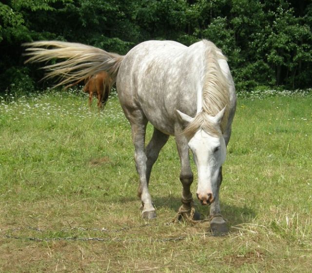 Po viešnagės Vilties g. kiemuose šis arklys turėjo reikalų su policija: pareigūnai sugavo gyvūną