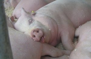 Kiaulių augintojai gali lengviau atsipūsti: sumažėjo draudimų