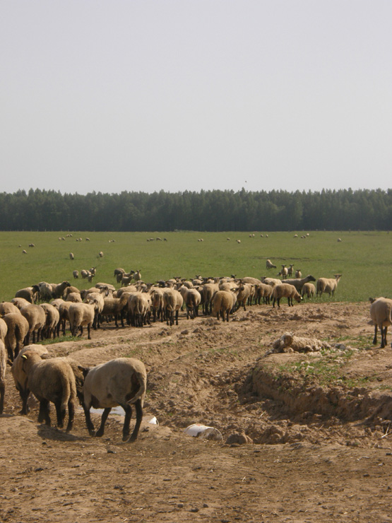Avių augintojai sako