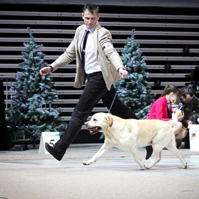 R.Godeliausko šuo Popsas parodoje demonstravo nepriekaištingą eiseną. R.Godeliausko archyvo nuotr.