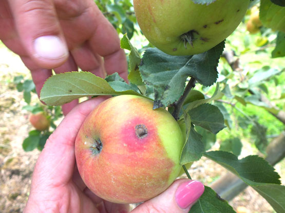 Ligos pakenktų obuolių gerai prižiūrimuose soduose šiemet reta. A.Minkevičienės nuotr.