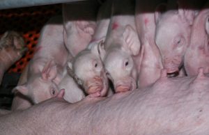 Šiuo metu leidimą auginti kiaules turi 6 rajone esantys kiaulininkystės ūkiai. Redakcijos archyvo nuotr.